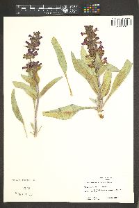 Penstemon monoensis image