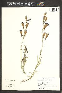 Penstemon neotericus image