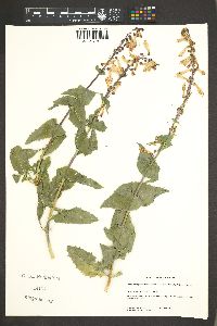 Penstemon pseudospectabilis image