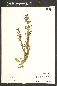 Penstemon albidus image