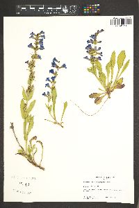 Penstemon cyanocaulis image