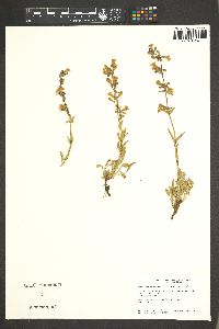 Penstemon virens image