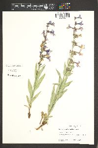 Penstemon secundiflorus image