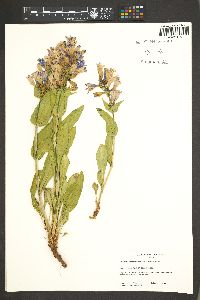 Penstemon pennellianus image