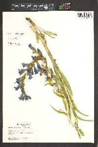 Penstemon speciosus image