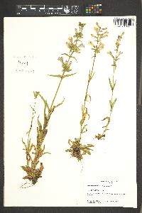 Penstemon gracilis image