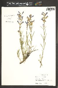 Penstemon cusickii image