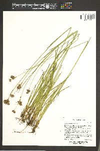 Juncus longistylis image