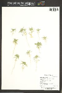 Loeseliastrum schottii image