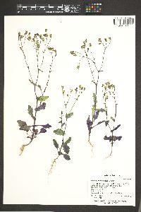 Senecio mohavensis image