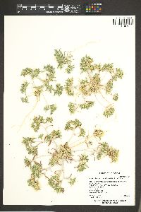 Loeseliastrum matthewsii image