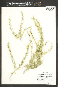 Atriplex canescens var. linearis image