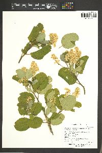 Ceanothus velutinus image