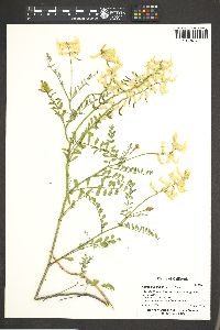 Astragalus filipes image