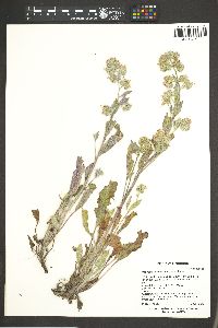 Phacelia hastata image