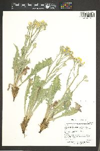 Crepis occidentalis var. pumila image