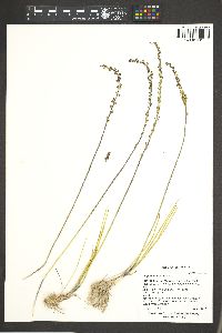 Triglochin maritima image