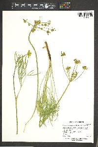 Lomatium triternatum image