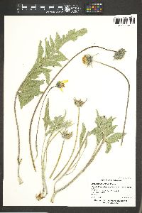 Image of Balsamorhiza x terebinthacea