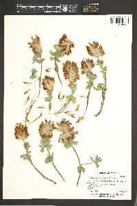 Trifolium macrocephalum image