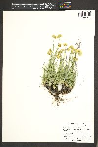 Erigeron linearis image