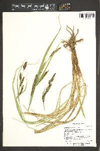 Carex nebrascensis image