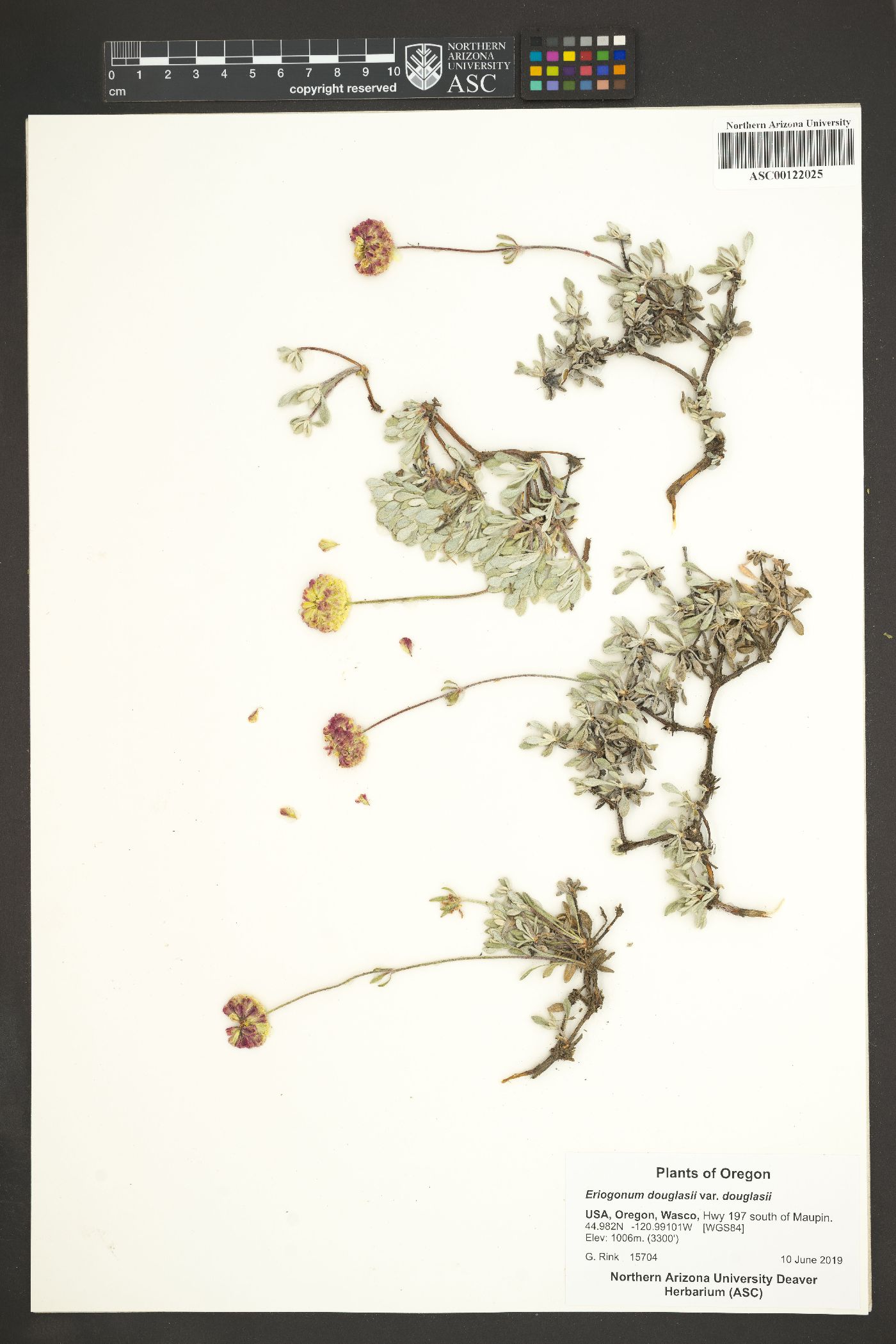 Eriogonum douglasii image