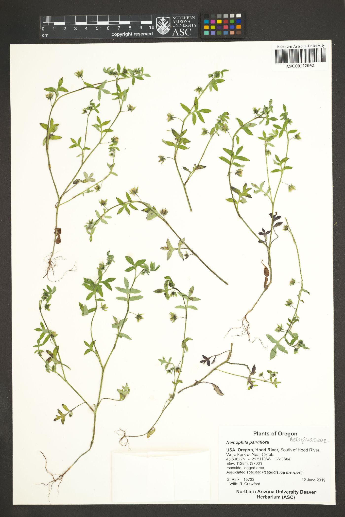 Nemophila parviflora image