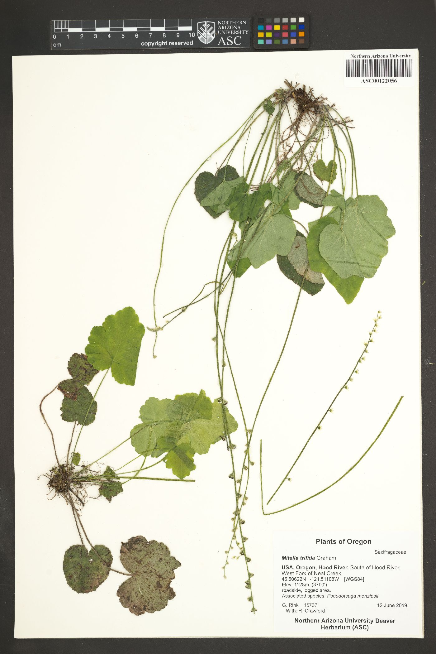 Mitella trifida image
