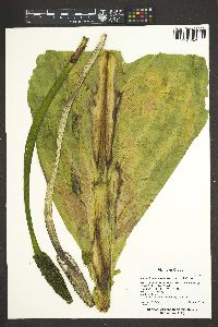 Lysichiton americanus image