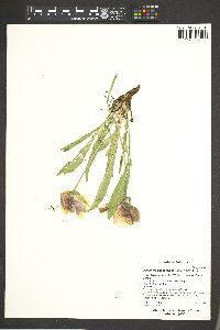Oenothera flava subsp. taraxacoides image