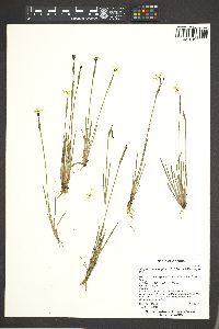 Sisyrinchium longipes image