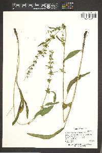 Rumex triangulivalvis image