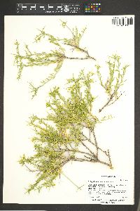 Rhinotropis acanthoclada image