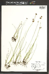 Juncus nevadensis image