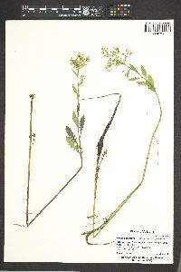 Rorippa palustris subsp. palustris image