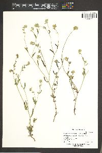 Cryptantha torreyana image