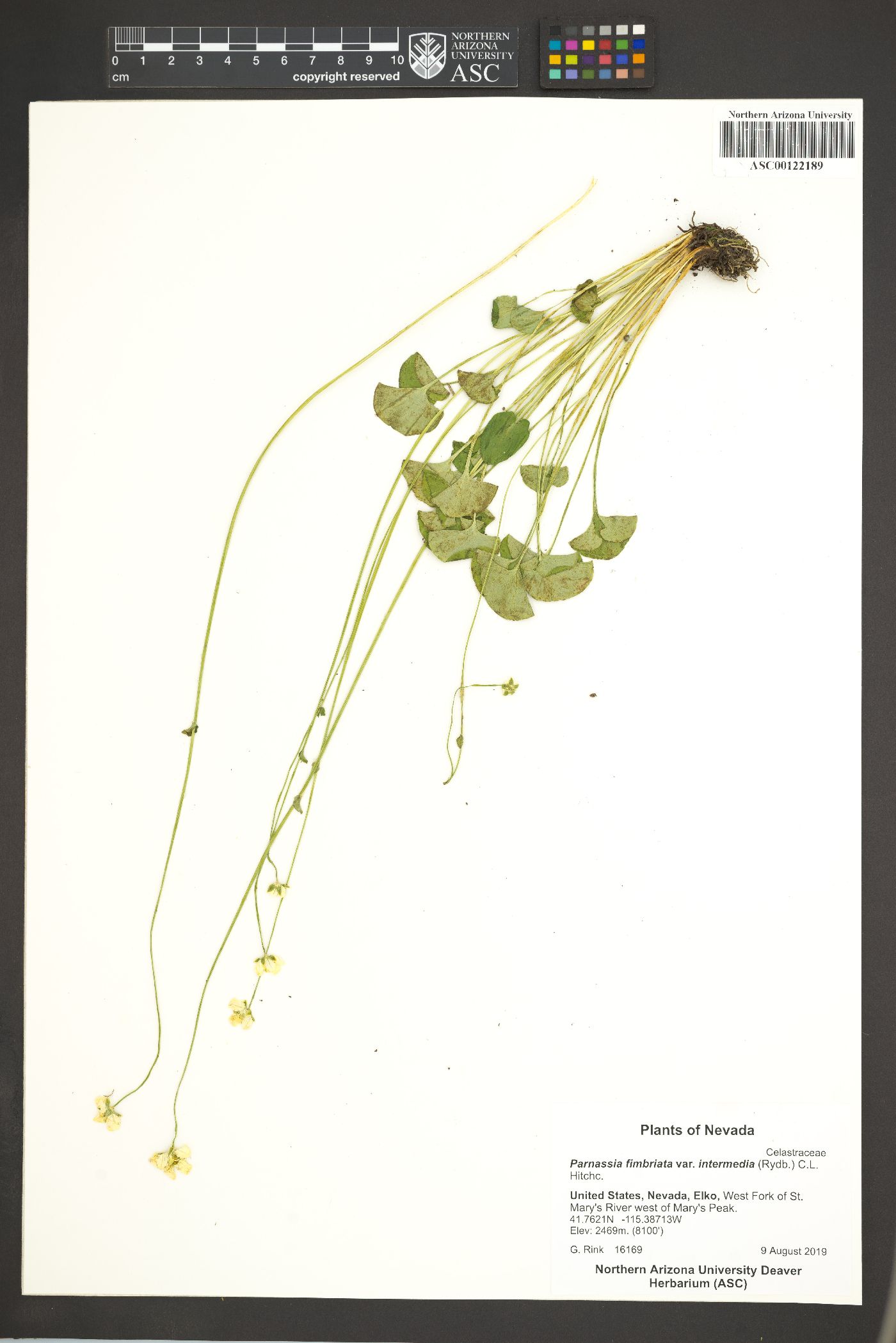 Parnassia cirrata image