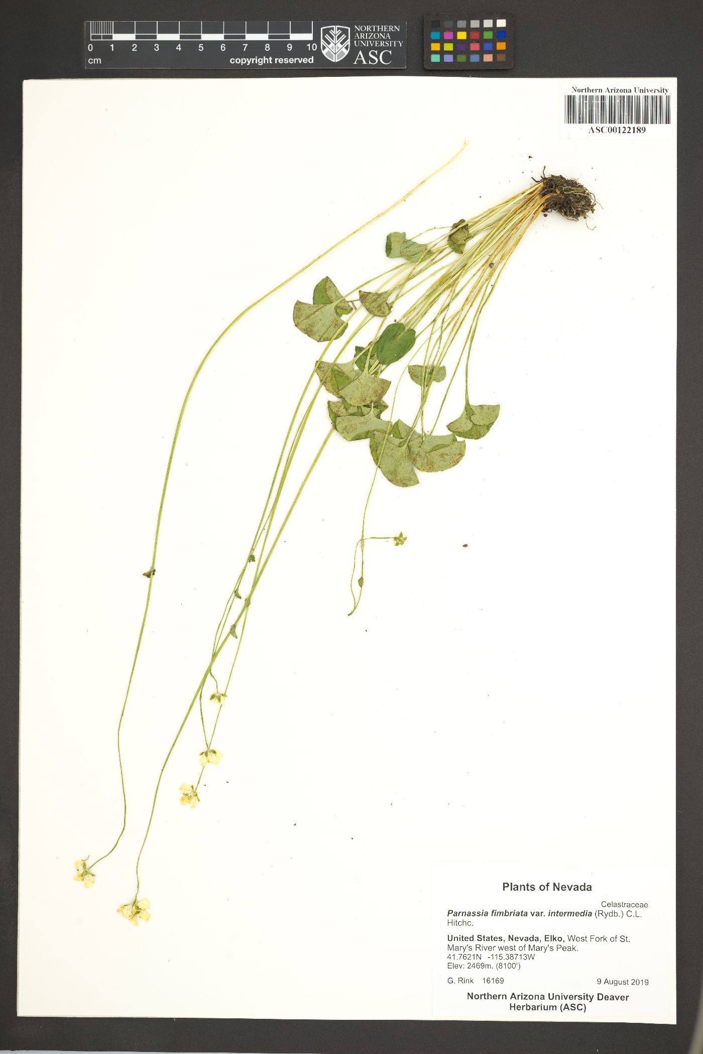 Parnassia cirrata var. intermedia image