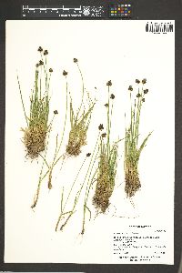 Carex illota image