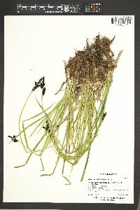 Carex saxatilis image