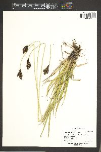 Carex heteroneura image