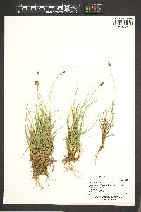 Carex nigricans image