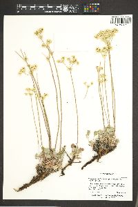 Eriogonum strictum image