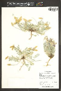 Astragalus missouriensis image