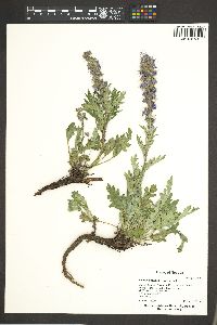 Phacelia sericea image