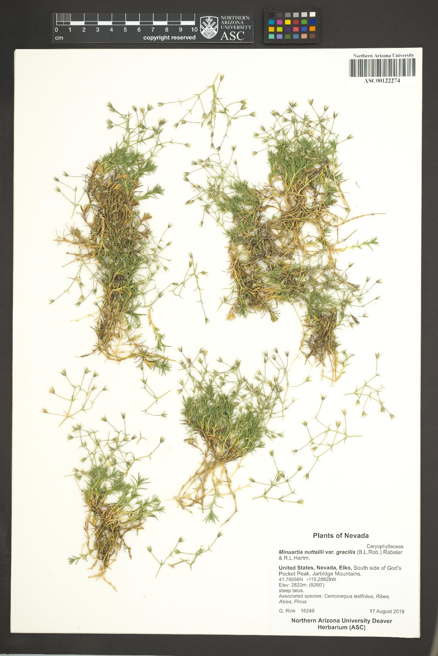 Sabulina nuttallii var. gracilis image