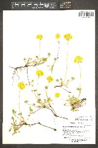 Eriogonum umbellatum var. aureum image