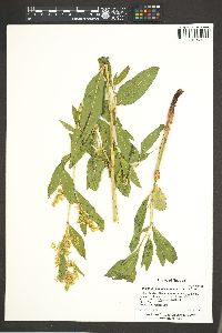 Polygonum phytolaccifolium image