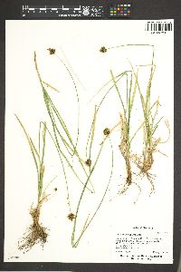 Carex abrupta image